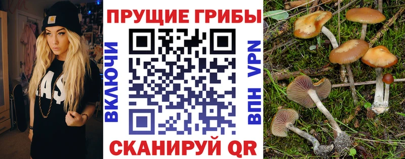 Купить закладки  Дыгулыбгей  Псилоцибиновые грибы Psilocybe 